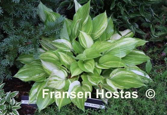 Hosta Sea Sunrise